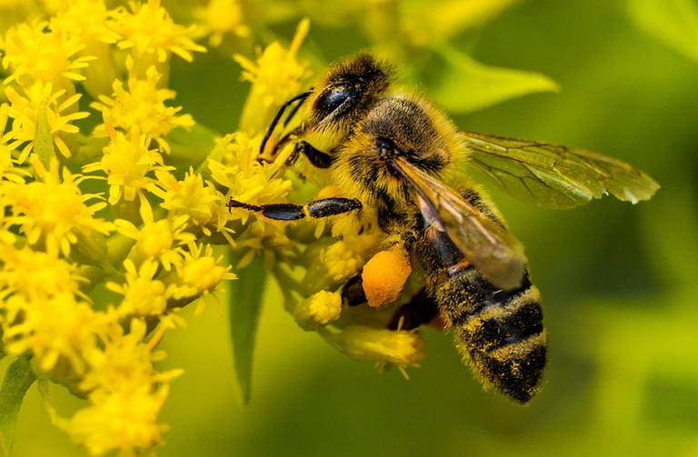BeePolis. Apis Melifera Melifera. Black Forest Honey Bee. Native Black Bee. Irish Black Bee. Dunkle 