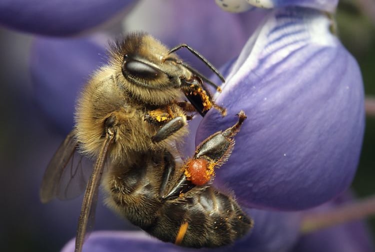 BeePolis. Apis Melifera Melifera. Black Forest Honey Bee. Native Black Bee. Irish Black Bee. Dunkle 