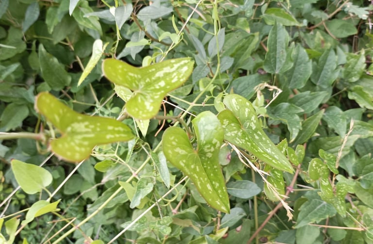 The spreading Smilax 5