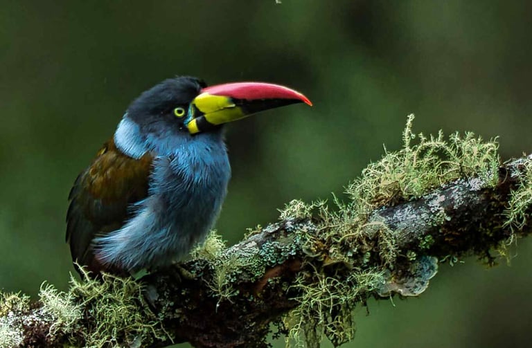 The bird in the image is a Gray-breasted Mountain-Toucan