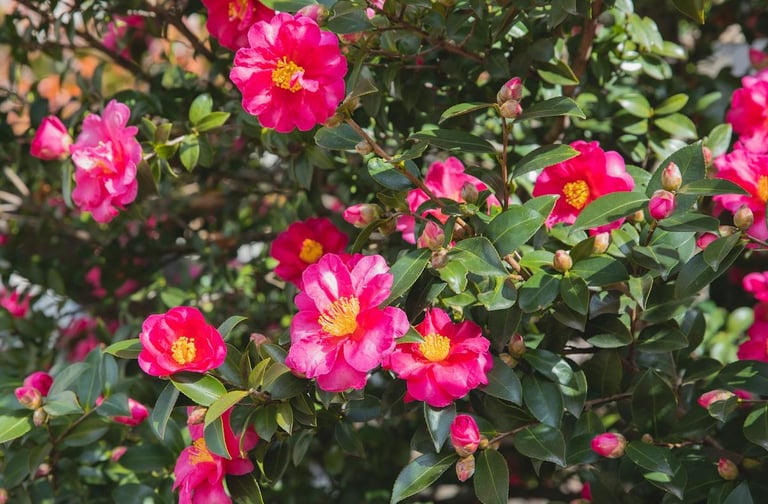 a leafy Camellia buah with red and yellow flowers