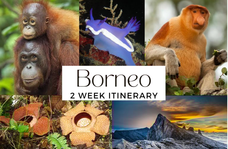 Borneo Itinerary 2 week adventure wildlife