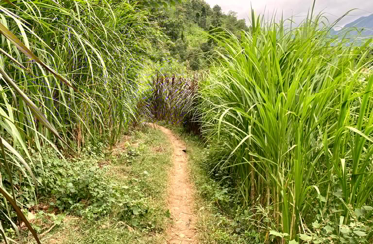 a path leading to a lush green field