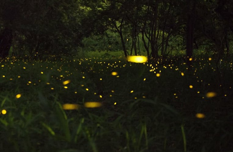 Firefly watching Puerto Princesa Palawan