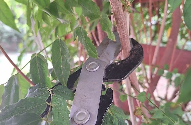 a hanging plant being trimmed