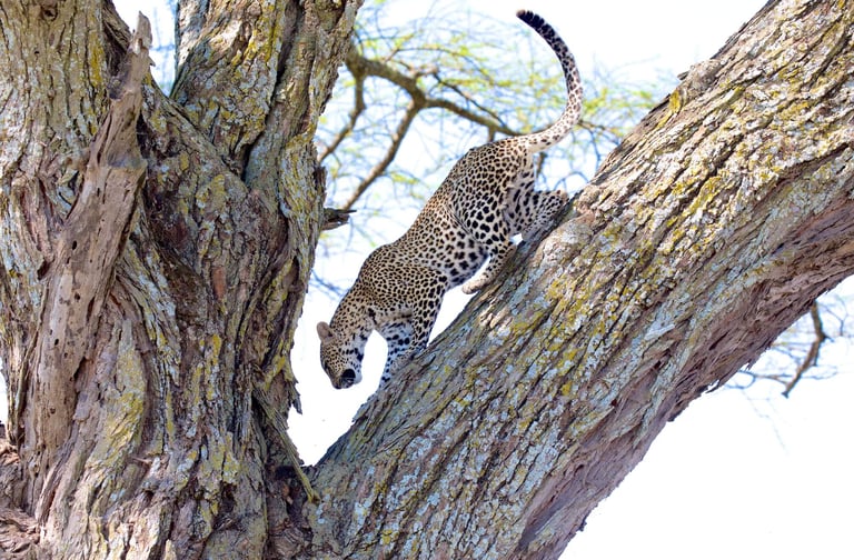 Four Seasons Serengeti Tanzania leopard