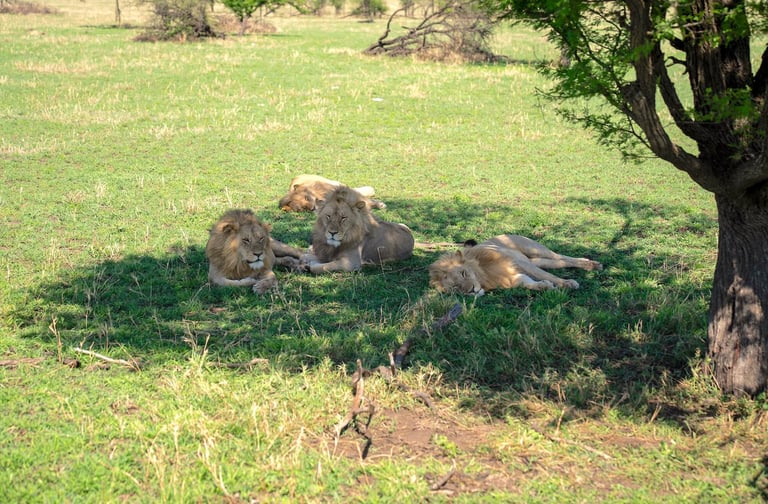 Four Seasons Serengeti Tanzania lions