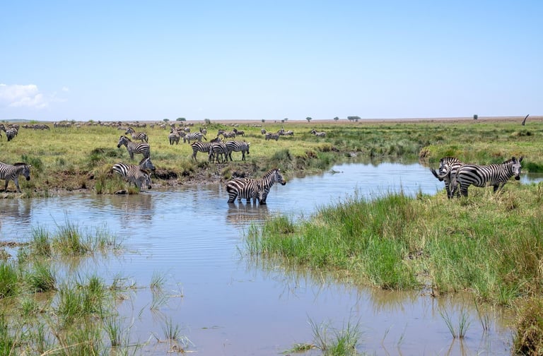 Four Seasons Serengeti Tanzania zebras