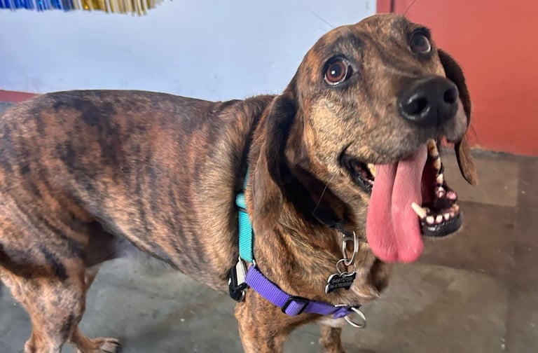 Clases de reactividad canina