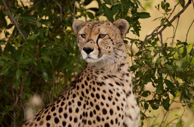Four Seasons Serengeti Tanzania cheetah