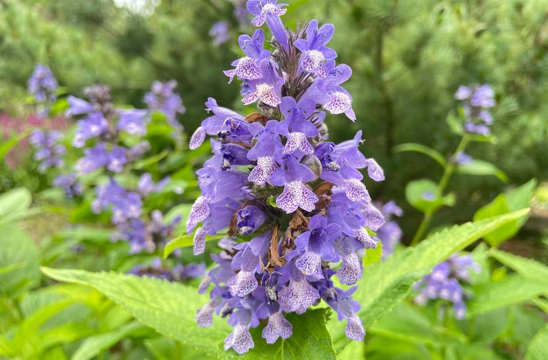 a purple flowering and deer resistant Catmint shrub