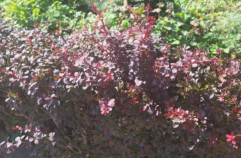 a small deer resistant Barberry hedge