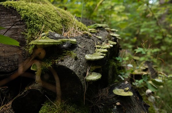 medžio kotas apauges samanomis ir grybiena