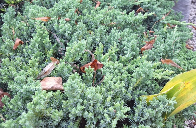 low growing, green-blue Junipers in a garden