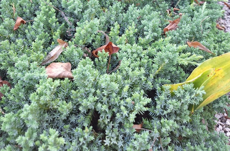 low growing, green-blue Junipers in a garden