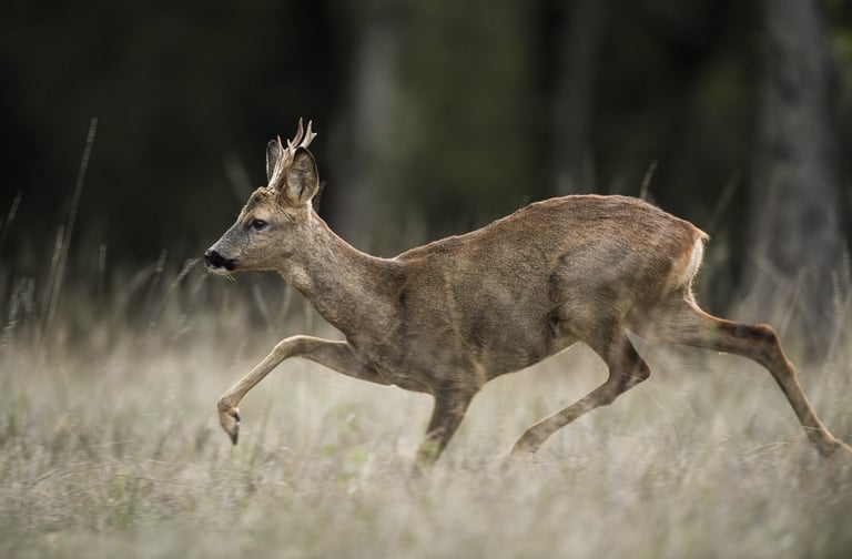 photo d'un chevreuil européen dans une prairie qui cours