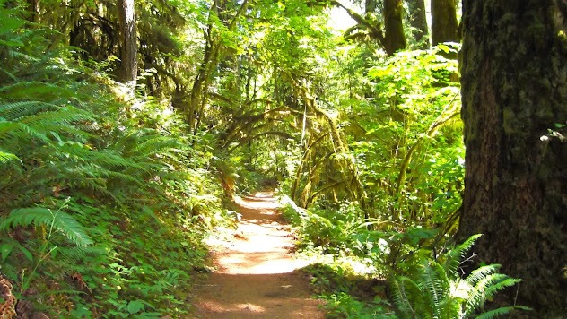 Eugene, OR - The wooded trail  at the McDowell Creek Park loop trail