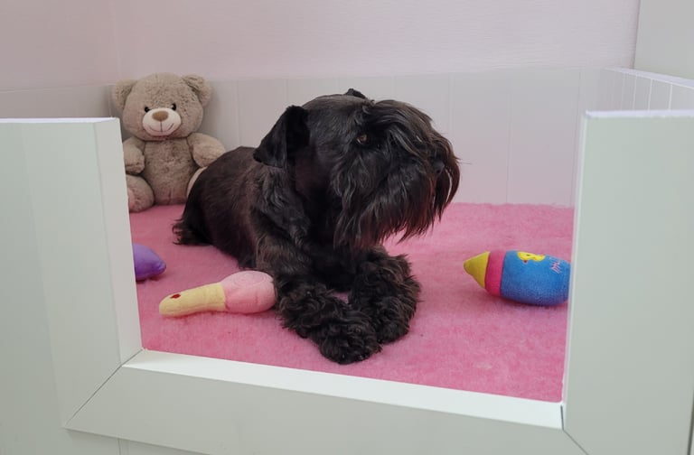 Tara , élevage des Diamants Noirs d'Also