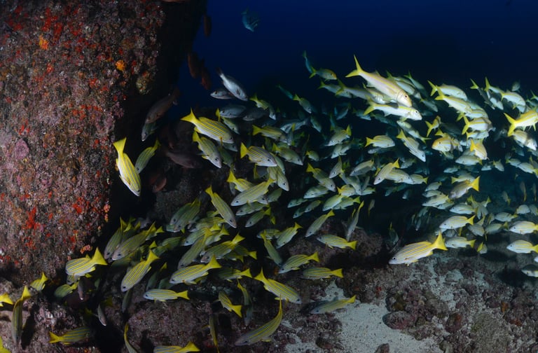 Scuba Diving with sharks at Cocos Islands, Costa Rica