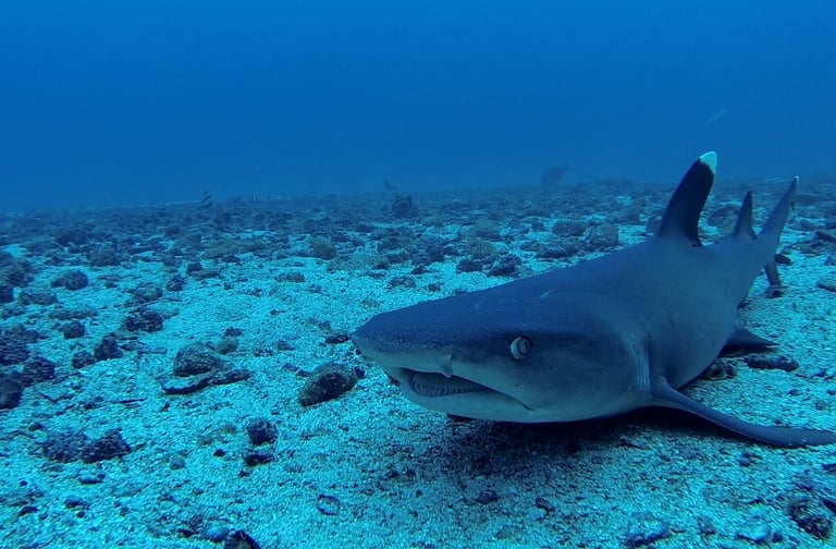 Scuba Diving with sharks at Cocos Islands, Costa Rica