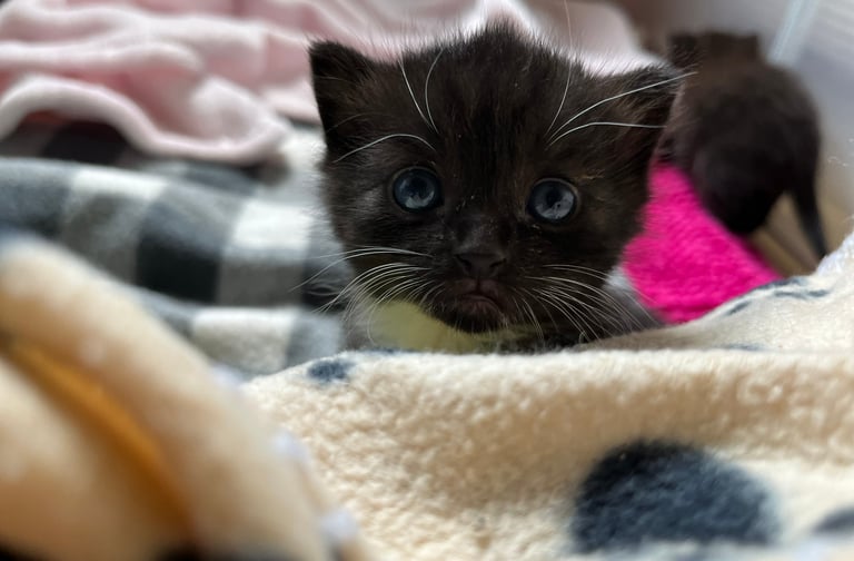 ein süßes Katzenbaby mit blauen Augen, das in die Kamera schaut