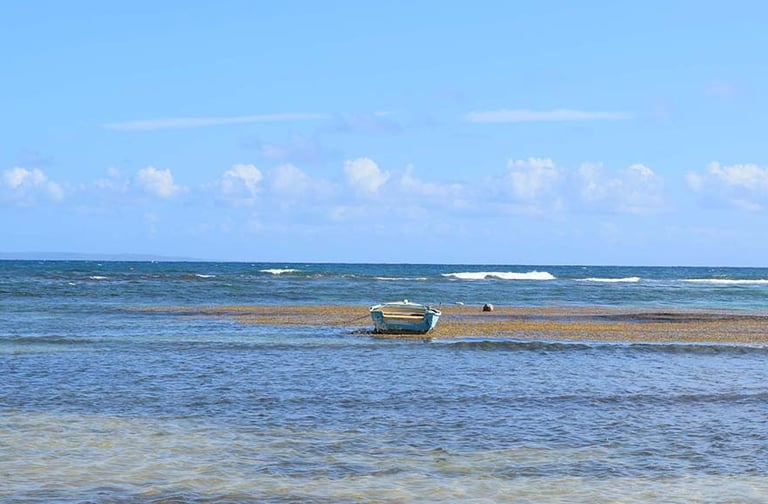Voyage France Guadeloupe Bois Jolan