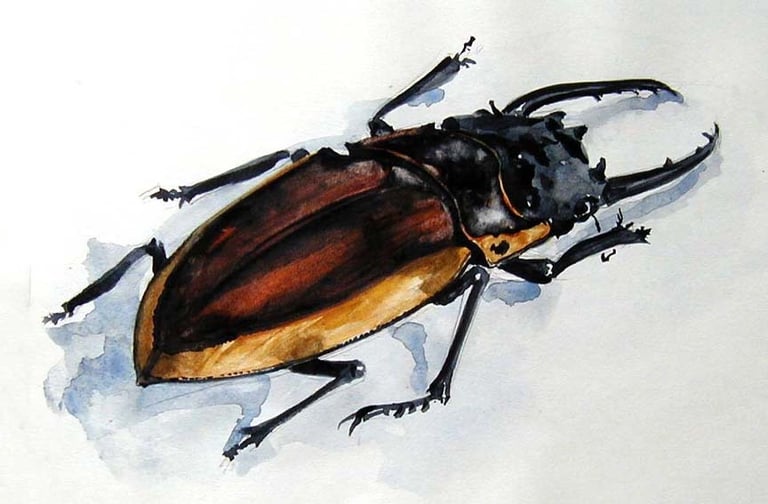 Aquarelle représentant un insecte : cerf-volant