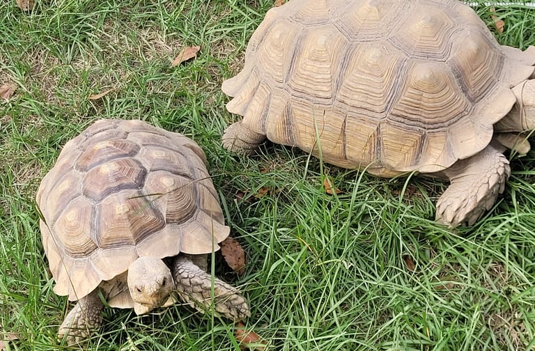 mario and bowser my sulcata tortoises 