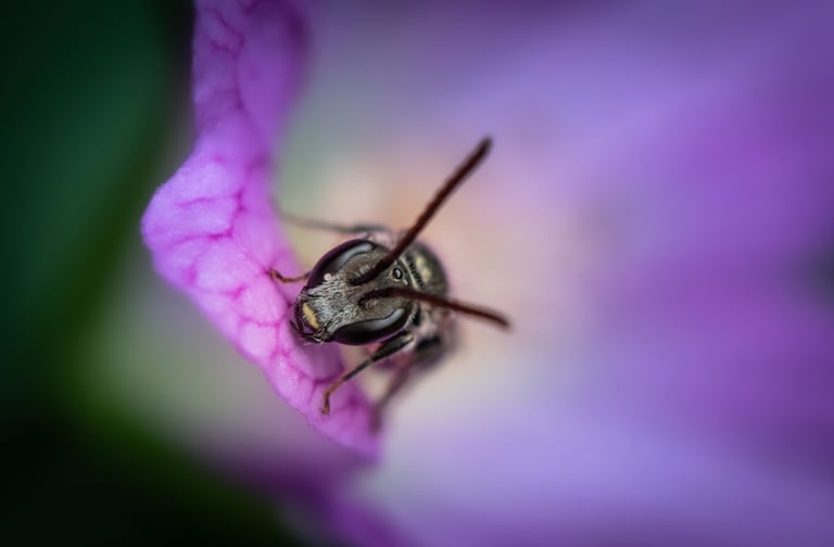 a bee on a flower in a flower