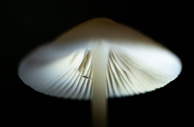 a mushroom - like object with a tiny insect on it