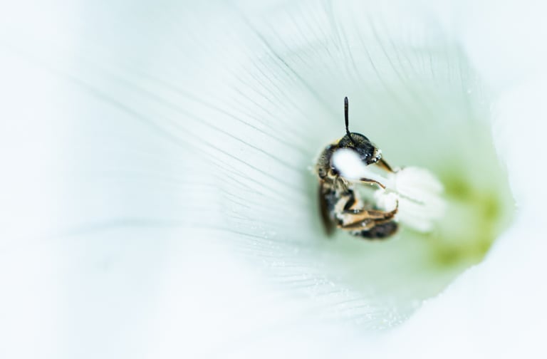 a bee on a white flower