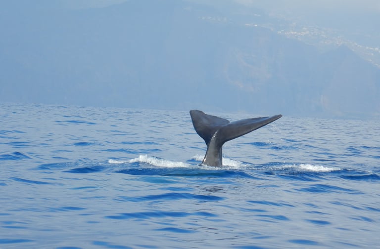 Sperm whale fluke surfacing during a whale watching tour in Madeira, Portugal, against a backdrop of hazy coastal cliffs.