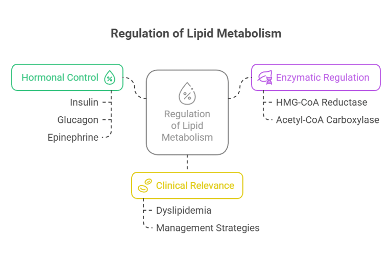 Lipid metabolism Regulation