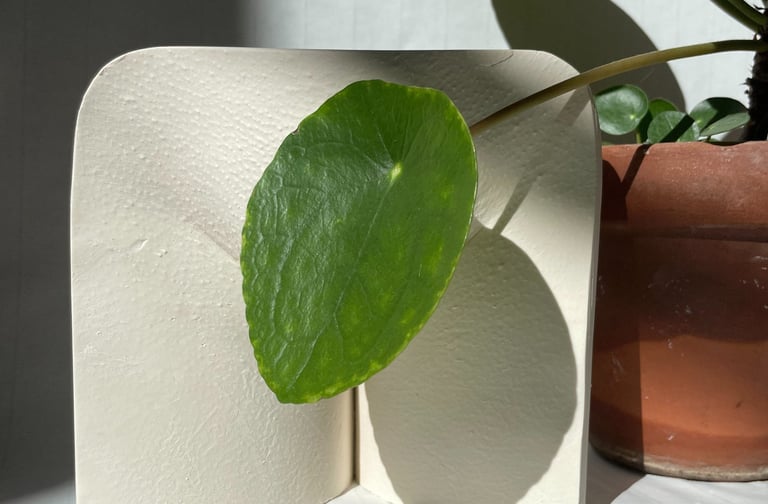 Moulage vulve derrière feuille - Moulage intime Bordeaux