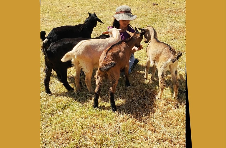 girl enjoying with playful goats