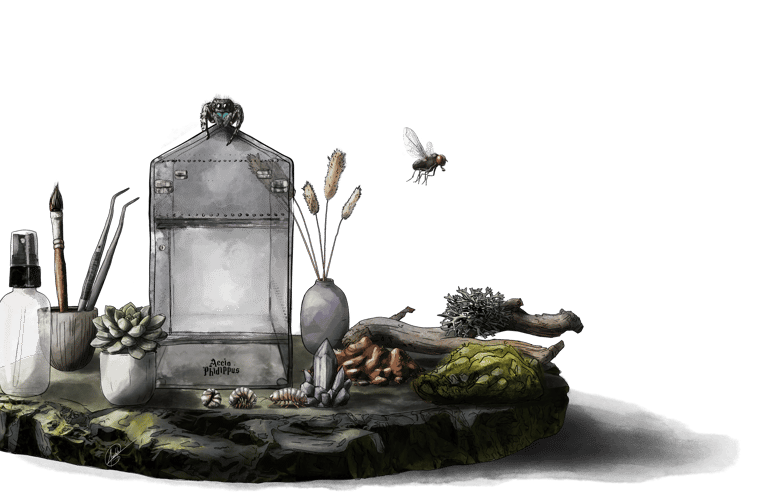 kit phidippus regius - kit araignée sauteuse - kit phidippus - phidippus regius