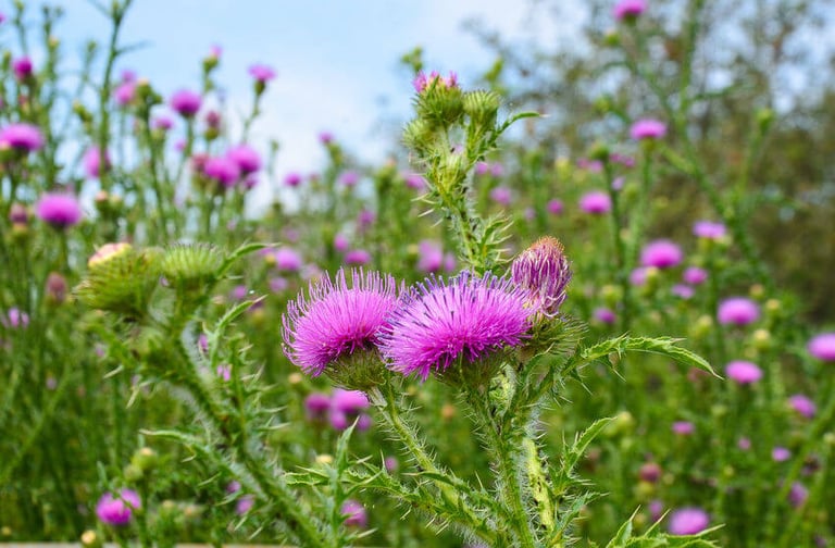milk thistle