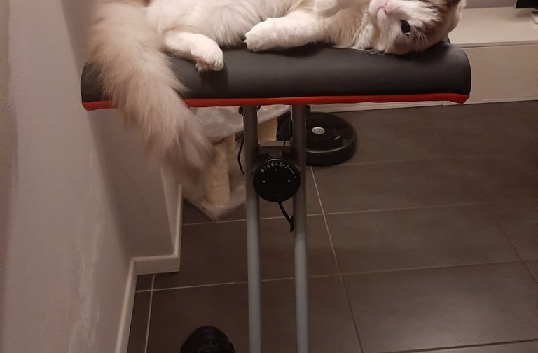 gatta ragdoll che riposa