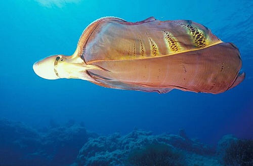 Rare blanket octopus swimming through deep blue ocean water displaying its colorful webbing.