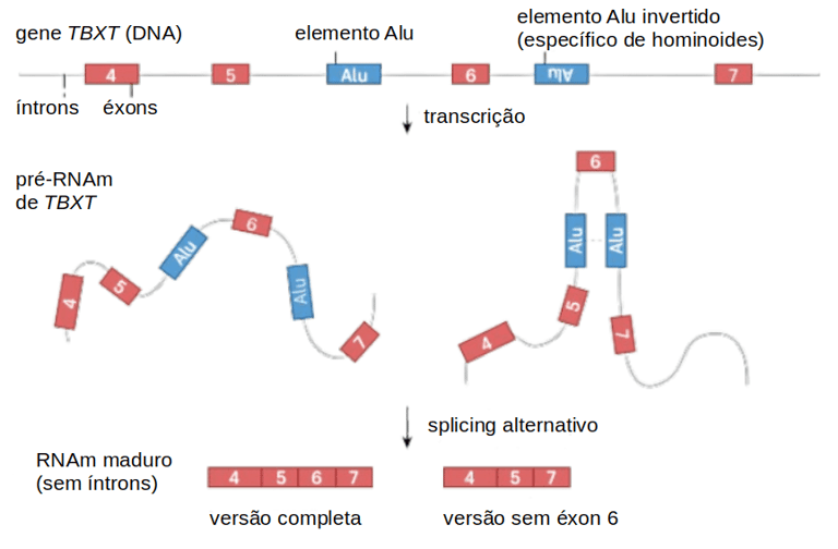 splicing alternativo do gene TBXT em hominoides