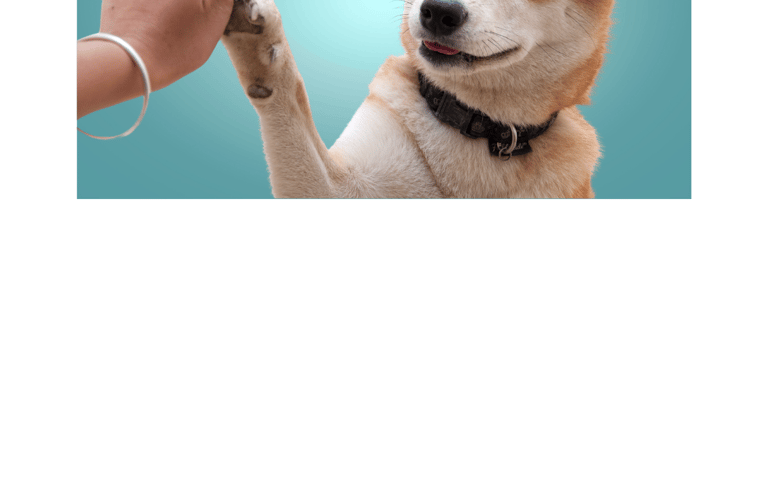 Behavior modification and training for dogs 