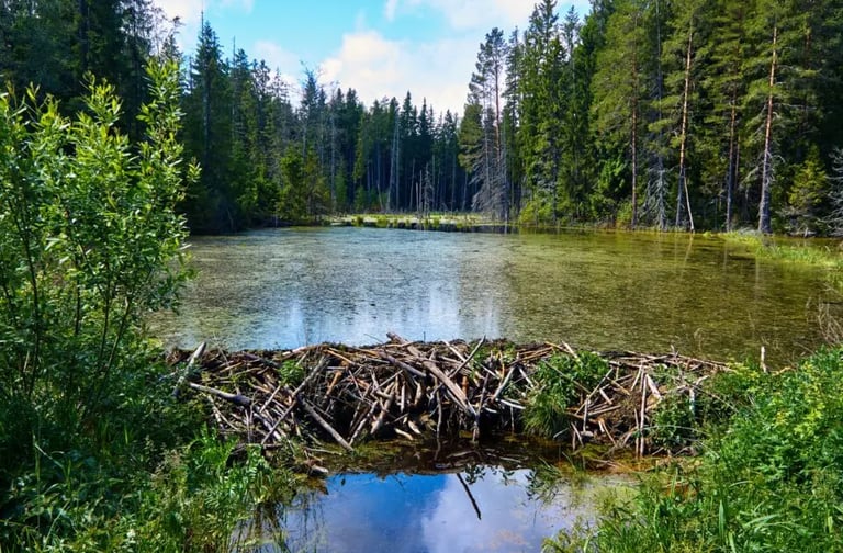 beaver-dam-removal image 1