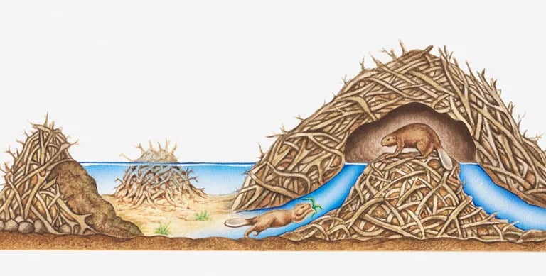 beaver-dam-removal image 2