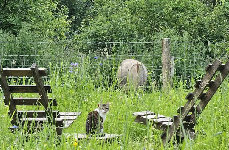 uitzicht op bloemenweide
