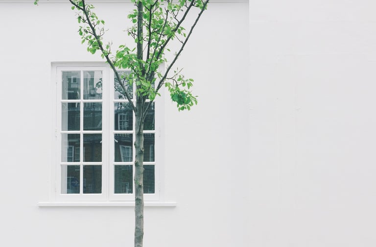 a tree in front of a white building