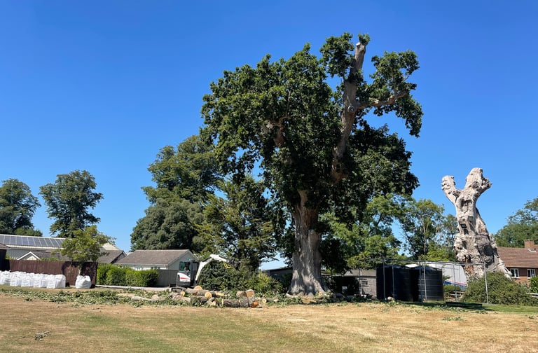 tree trimming service