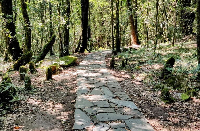 Sacred stones and shaded paths - monoliths of Mawphlang Sacred Forest.