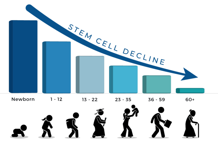 Stem cell decline with age