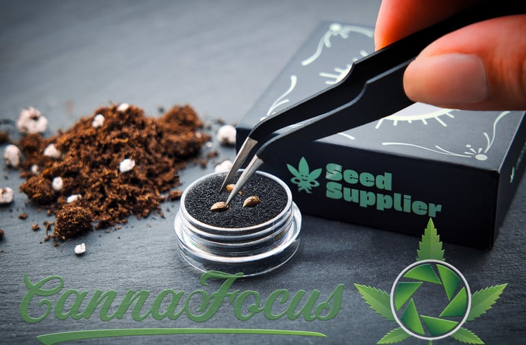 Diese Aufnahme zeigt die Vorbereitung zur Keimung von Papaya Dragon (Tally Man x Chimera) in einer kontrollierten Umgebung.