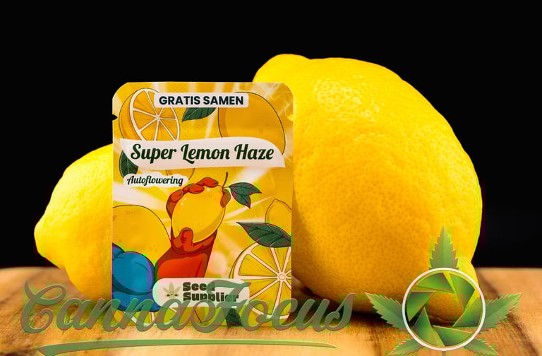 Sauer macht lustig und wach! Hier präsentieren wir eine weitere Perspektive der Super Lemon Haze Auto Samen von Seed Supplier